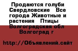 Продаются голуби Свердловские - Все города Животные и растения » Птицы   . Волгоградская обл.,Волгоград г.